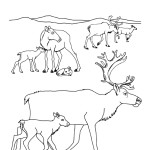 Caribou Herd and Calves