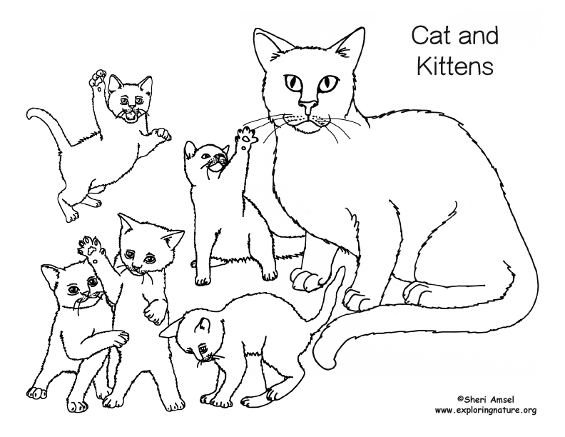 cat-and-kittens-coloring-nature