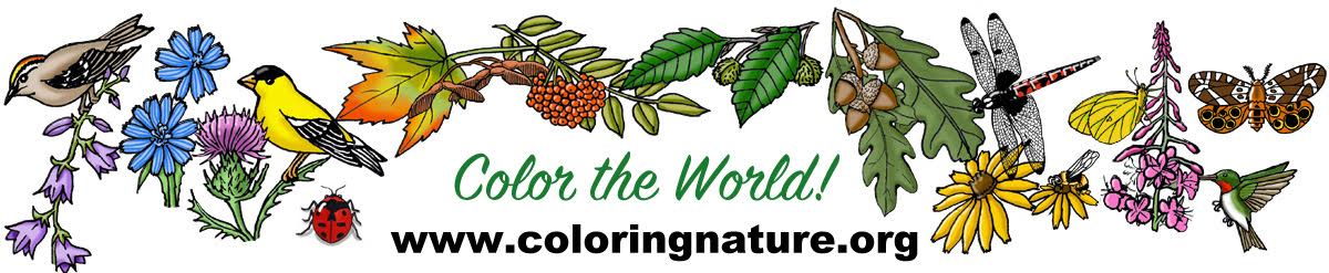 20+ Free Nature-Themed Adult Coloring Pages – Sustain My Craft Habit