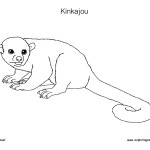 Kinkajou