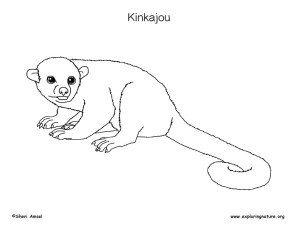 Kinkajou – Coloring Nature
