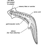 Planarian Labeled