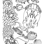 Reef Animals