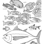 Ocean Fish Labeled