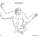 Orangutan