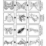 Insect Groups (Orders)