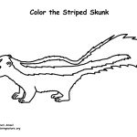 Striped Skunk