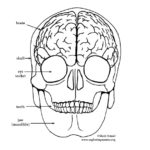 Brain and Skull