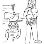 Digestive Tract Coloring Page (Elementary)