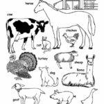 Farm Animals Coloring ll