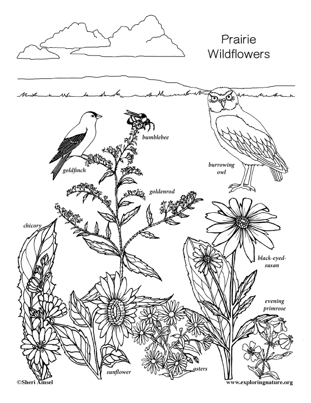 Prairie Wildflowers Coloring Nature