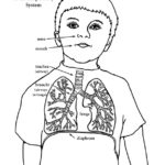 Respiratory System (Younger)