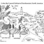 Coastal Habitat of Northeastern North America