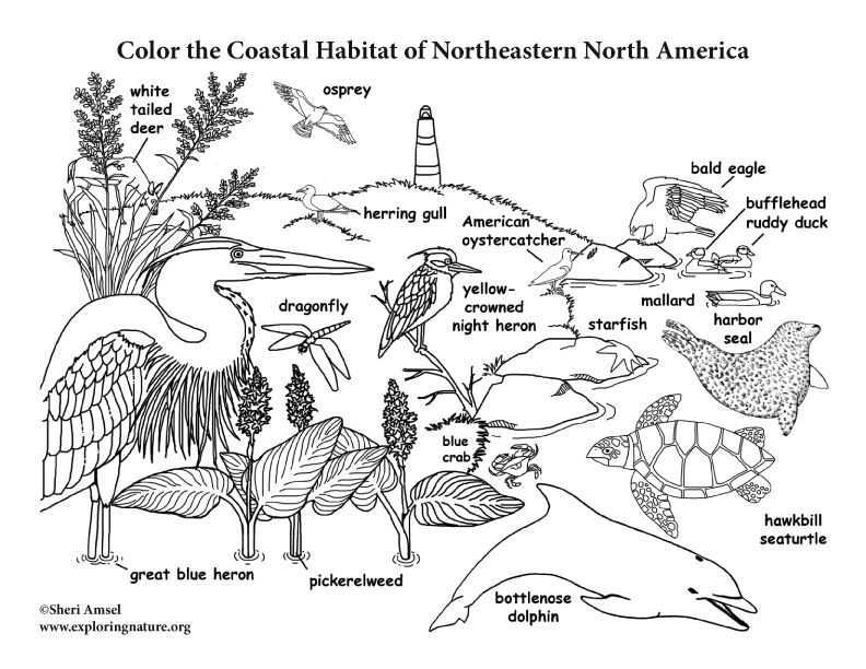 coastal-habitat-of-northeastern-north-america-coloring-nature