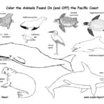 Pacific Coast Animals