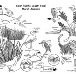 Pacific Coast Tidal Marsh