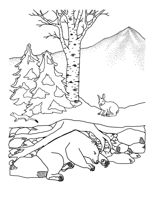 Animals In Winter Bear Hibernating Coloring Nature