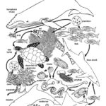 Ocean Food Web