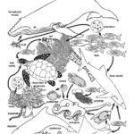 Ocean Food Web