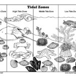 Tidal Zones