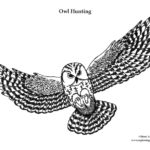 Owl Hunting