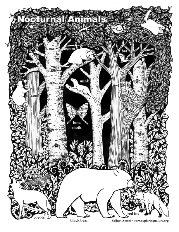 Nocturnal Animals of the Forest – Coloring Nature