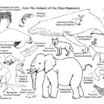 Mammals Coloring Page (Classification)
