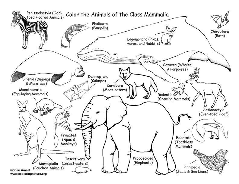 Download Mammals Coloring Page (Classification) - Coloring Nature