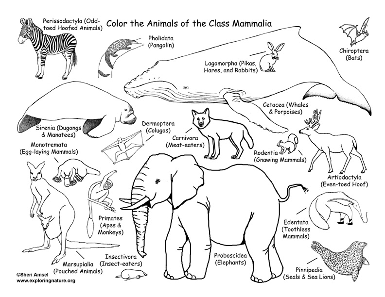 Mammals Coloring Page (Classification) – Coloring Nature