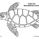 Sea Turtle (Hawkbill) Coloring Page