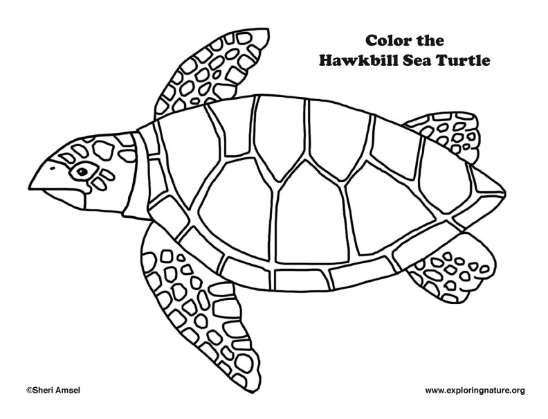 Sea Turtle (Hawkbill) Coloring Page – Coloring Nature