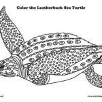 Sea Turtle (Leatherback)