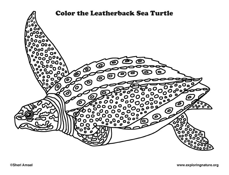 Sea Turtle (Leatherback) - Coloring Nature.