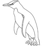 Penguin (Yellow-eyed) Penguin