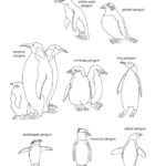 Penguins