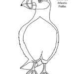 Puffin (Atlantic) Coloring Page