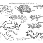 Reptiles of North America