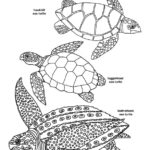 Sea Turtles