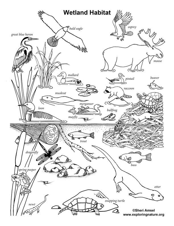 Wetland Habitat \u2013 Coloring Nature