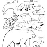 Carnivores of the Deciduous Forest