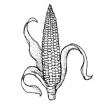 Corn (Sweet Corn)