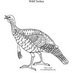 Wild Turkey (Alone)