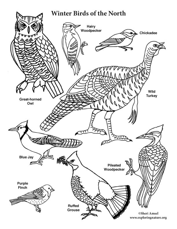 Winter Birds of the North – Coloring Nature