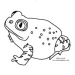 Toad (Spadefoot)