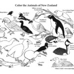 New Zealand Animals