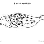 Seal (Ringed)