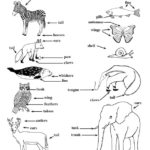 Animal Body Traits