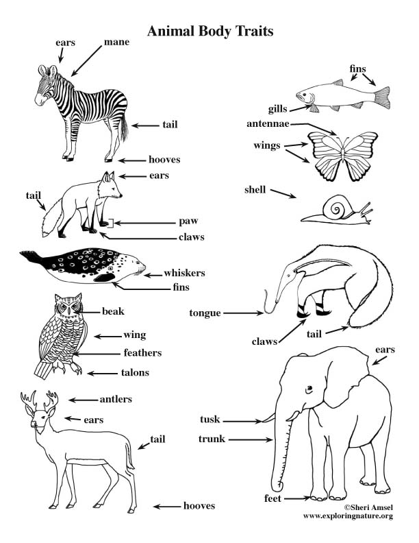 Части тела животных. Части тела животных Worksheets. Animal body Parts. Animal body Parts for Kids. Части тела животных воркшит.