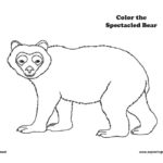 Bear (Spectacled)