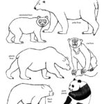 Bears of the World